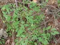 풀베개 : 인터넷식물도감 - 까치고들빼기