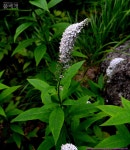 풀베개 : 인터넷식물도감 - 큰까치수염