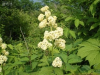 풀베개 : 인터넷식물도감 - 도깨비부채