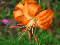 풀베개 : 인터넷식물도감 - 무슨 나리?