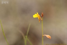 풀베개 : 인터넷식물도감 - 상주 덕암산 번개