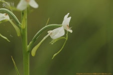 풀베개 : 인터넷식물도감 - 상주 덕암산 번개