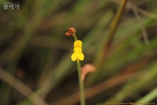 풀베개 : 인터넷식물도감 - 상주 덕암산 번개