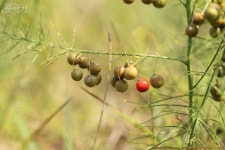 풀베개 : 인터넷식물도감 - 상주 덕암산 번개