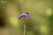 풀베개 : 인터넷식물도감 - 상주 덕암산 번개