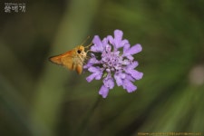 풀베개 : 인터넷식물도감 - 상주 덕암산 번개