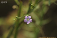 풀베개 : 인터넷식물도감 - 상주 덕암산 번개