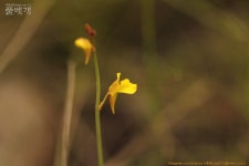 풀베개 : 인터넷식물도감 - 상주 덕암산 번개