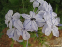 풀베개 : 인터넷식물도감 - 하늘꽃(플럼바고)