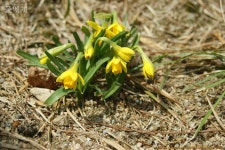 풀베개 : 인터넷식물도감 - 홍매화