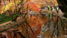 풀베개 : 인터넷식물도감 - 황홀한 수상단풍(水上丹楓)