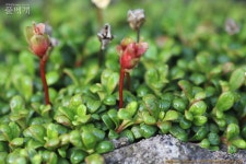 풀베개 : 인터넷식물도감 - 제주소식8