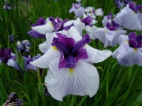 꽃창포 신품종 > 자유게시판 | 야생화를 사랑하는 사람들의 모임-야사모 야시모