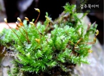 무슨 이끼이예요? > 무슨꽃이예요? | 야생화를 사랑하는 사람들의 모임-야사모 야시모
