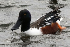 넓적부리 > 동물.곤충 | 야생화를 사랑하는 사람들의 모임-야사모 야시모