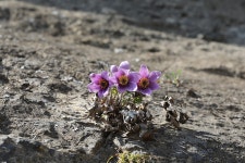 동강할미꽃 > 야생화 | 야생화를 사랑하는 사람들의 모임-야사모 야시모