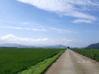 농로길 > 풍경, 기타 | 야생화를 사랑하는 사람들의 모임-야사모 야시모