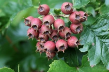 산사나무 > 씨앗, 열매 | 야생화를 사랑하는 사람들의 모임-야사모 야시모