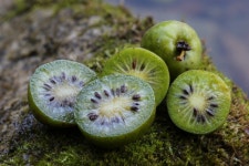 다래 > 씨앗, 열매 | 야생화를 사랑하는 사람들의 모임-야사모 야시모