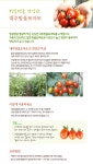 [대추방울토마토(500g)]좋은 의식주 문화를 함께 키워가는 건강 및 행복 공동체, 꽃피는 아침마을 [A23] [꽃피는 아침마을] 대추방울토마토(500g)