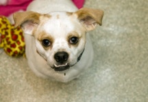 Pet of the Week: Jill the puggle | WTOP Pet of the Week: Jill the puggle