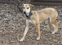 Pet of the Week: Martha May | WTOP Pet of the Week: Martha May