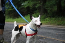 Pet of the Week: 2017 pets | WTOP Pet of the Week: 2017 pets