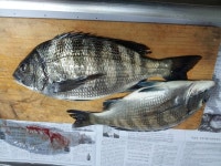 후포권 금일 감성돔 조황