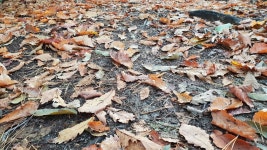 프로그램 리뷰 - 상세 | 서울시 50플러스포털 [이룸학교]서울의 숲으로 떠나는 숲속 인생교실 제 1강_삼성산 도란도란 숲 길