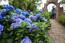 서울시 50플러스포털 [50+포탈]태안 팜카밀레 수국축제 현장을 다녀오다. 태안 팜카밀레 수국축제 현장을 다녀오다.