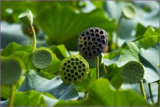 전주 덕진공원의 연꽃 -  -  ::: 알찬살림 요리정보가득한 82cook.com