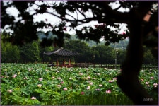 전주 덕진공원의 연꽃 -  -  ::: 알찬살림 요리정보가득한 82cook.com