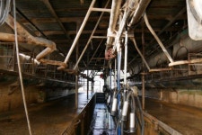 Dairy farmers leap from processor to independent brought tight bank lending, so Robbie Radel sold up - ABC News (Australian... 