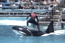 The Sea World trainer was midway through a performance when the killer whale turned on him. - ABC News (Australian Broadcasting... 