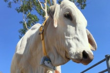 in their tracks - ABC Rural - ABC News (Australian Broadcasting Corporation) GPS-wearing cows may be clue to stopping cattle duffers
