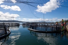 Huon Aquaculture salmon pens in southern Tasmania - ABC News (Australian Broadcasting Corporation) Huon Aquaculture salmon pens... 