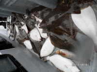 루어낚시조황+ - 대박50~60cm급 대광어로 갑판에 쫘~악 깔아 봅니다..