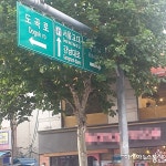 사고 위험 높이는 나무에 가려진 교통표지판