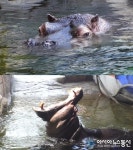 아시아뉴스통신_TV동물농장, 사육사와 찰떡 호흡 자랑하는 특별한 하마 하식이의 원더풀 라이프_이상진 기자_2022-05-01 06:00