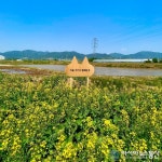 충북 제천시, 의림지뜰에 '노란 물결 유채꽃' 가득
