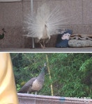 'TV동물농장', 부산의 한 마을을 떠도는 미스터리한 공작새 무리!