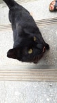 고양이 주인을 찾습니다, 코리아쇼트헤어, 암컷, 나이는 잘모름, 전라북도 전주시 완산구 동서학동 남고사 부근에서 구조 고양이 주인을 찾습니다... 