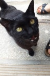 고양이 주인을 찾습니다, 코리아쇼트헤어, 암컷, 나이는 잘모름, 전라북도 전주시 완산구 동서학동 남고사 부근에서 구조 고양이 주인을 찾습니다... 