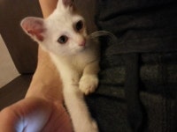 고양이 주인을 찾습니다, 기타묘종, 무슨종인지 모르겠네요.., 암컷, 1살안됨, 인천광역시 부평구 부흥로터리 광어2마리 횟집옆에서 구조 고양이... 