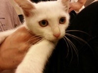 고양이 주인을 찾습니다, 기타묘종, 무슨종인지 모르겠네요.., 암컷, 1살안됨, 인천광역시 부평구 부흥로터리 광어2마리 횟집옆에서 구조 고양이... 
