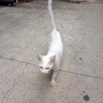 고양이 주인을 찾습니다, 버미즈, 성별모름, 나이는 잘모름, 경기도 부천시 오정구 원종동 미성주유소 근처에서 목격 고양이 주인을 찾습니다... 