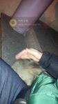 고양이 주인을 찾습니다, 기타묘종, 성별모름, 나이는 잘모름, 경상남도 창원시 마산회원구 양덕동2길 76 대림하이빌 107동 1-2호 입구에서... 