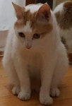 고양이를 찾습니다(고양이분실신고), 코리아쇼트헤어, 수컷, 4살, 대구광역시 달성군 화원읍 천내리 에덴아파트 101동에서 실종 고양이를... 