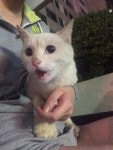 센텀센시빌아파트에서 구조 고양이 주인을 찾습니다, 코리아쇼트헤어... 성별모름, 부산광역시 해운대구 우2동 센텀센시빌아파트, 구조신고