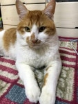 고양이를 찾습니다(고양이분실신고), 코리아쇼트헤어, 수컷, 1살, 서울특별시 은평구 대조동 24시 닥터윤 동물병원 근처에서 실종 고양이를... 